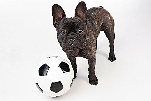 法国牛头犬,足球