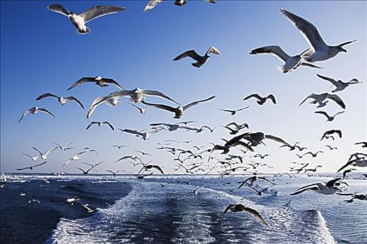 海鸥,跟随,船,根室海峡,知床半岛,北海道,日本