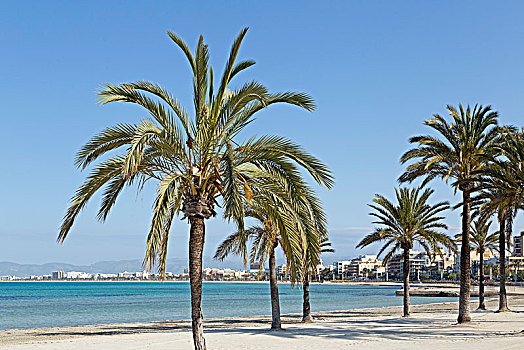 棕榈树,海滩,马略卡岛,巴利阿里群岛,西班牙,欧洲