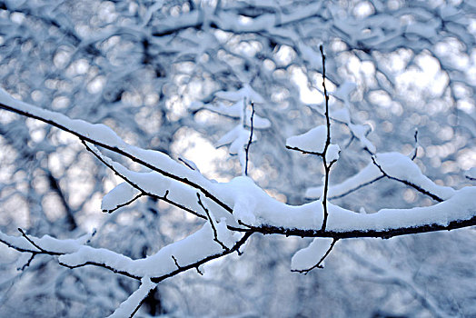 雪后树挂