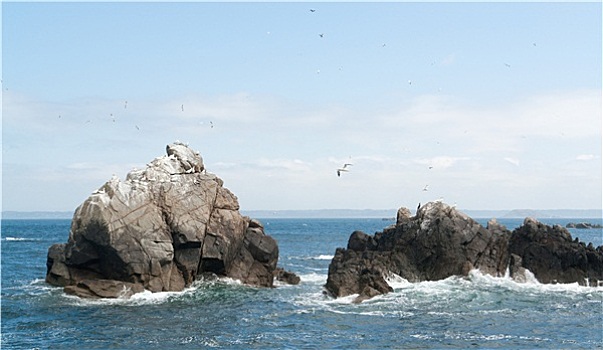 岩石构造,鸟,岛屿