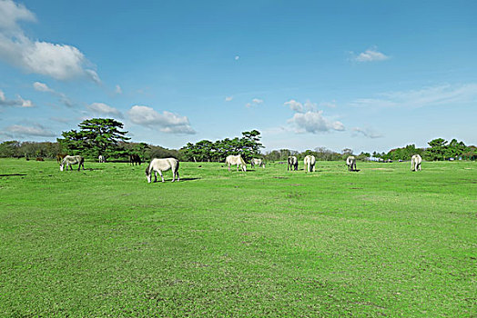 韓國濟州島養(yǎng)馬場