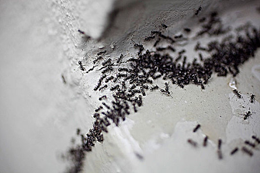 特写,生物群,蚂蚁