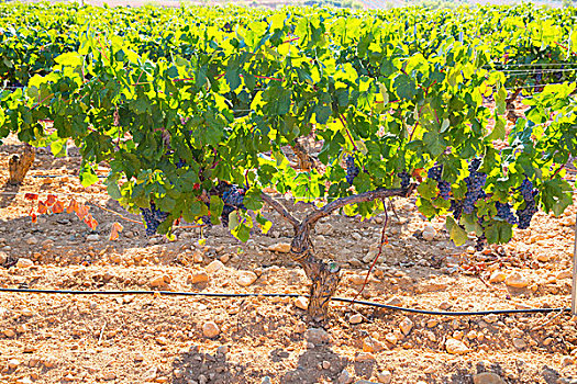 酿酒葡萄,葡萄园,生食,就绪,丰收,地中海