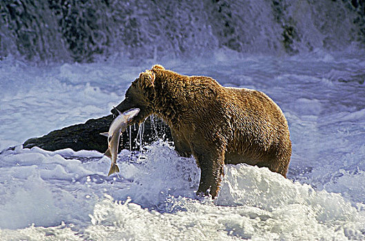 大灰熊,棕熊,河,捕鱼,三文鱼,公园,阿拉斯加