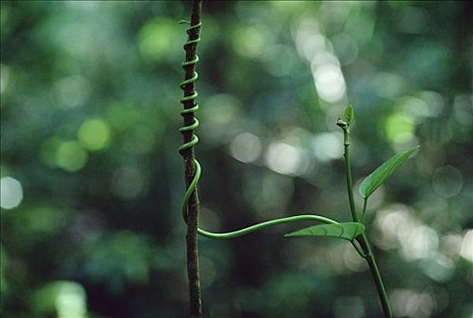 双子叶植物,藤,卷须,支持,枝条,热带雨林,科罗拉多岛,巴拿马