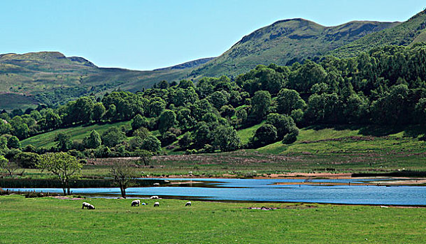 绵羊,放牧,靠近,湖,爱尔兰
