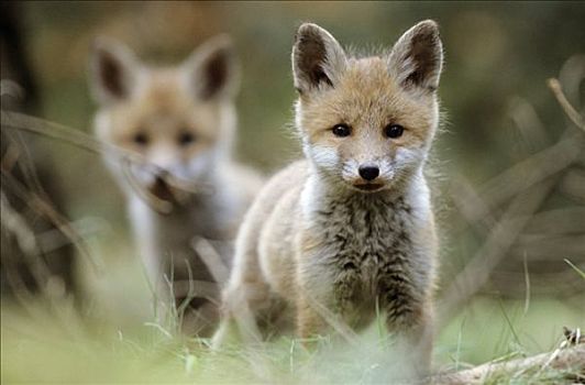 两个,红狐,幼兽,狐属,看镜头,石荷州,德国,正面