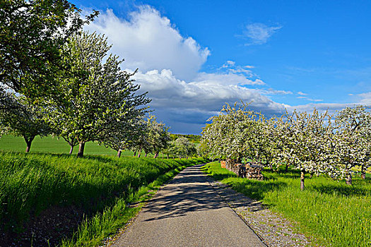 道路,盛开,苹果树,靠近,巴登符腾堡,德国