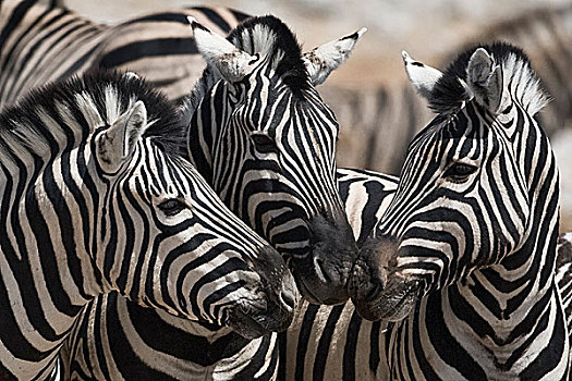 埃托沙国家公园,纳米比亚,三个,平原斑马,接触,鼻子