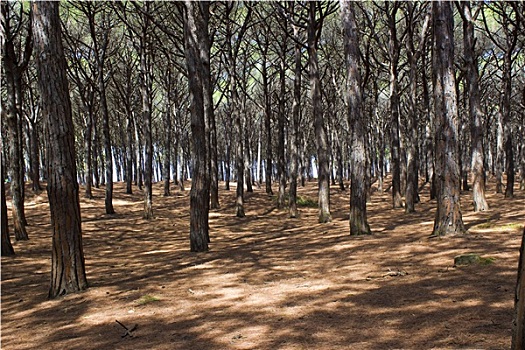 石松,树林,托斯卡纳