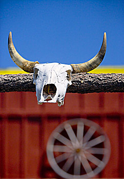 母牛,头部,骨骼,牛角,木,杆,手推车,轮子,谷仓,墙壁,蓝天,背景