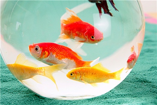 鱼,圆,玻璃碗,红色,鲤鱼,绿色背景,宠物