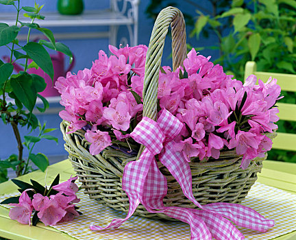 粉色,杜鹃花属植物,淡绿色,把手,篮子,桌子