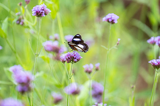 一只金斑蛱蝶穿梭于万花丛中吸食花蜜并帮助花朵授粉