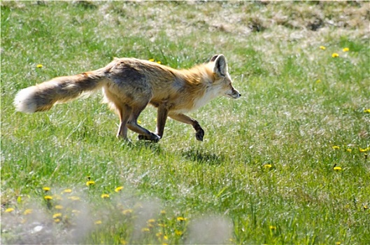 红狐,跑,地点