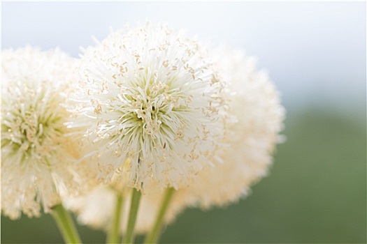 特写,自然,灌木,白花