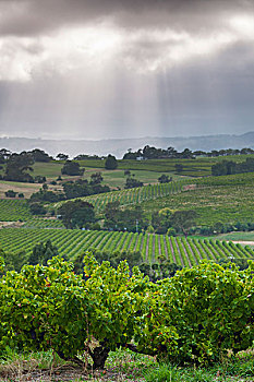 澳大利亚,半岛,产酒区,葡萄园,风景