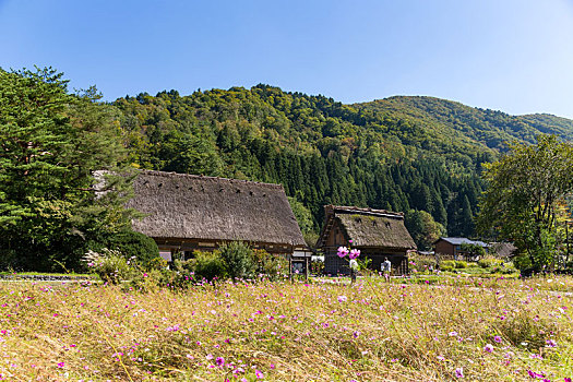 日本,乡村,房子