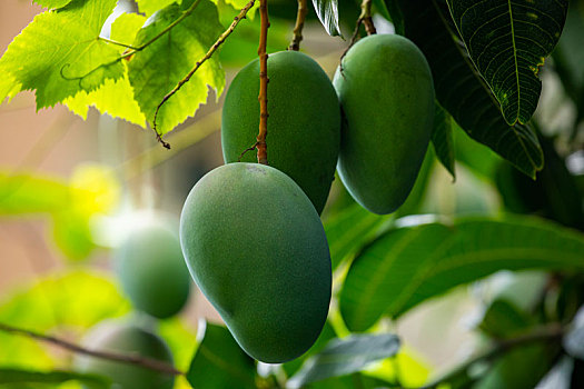 阳光下芒果树上快要成熟的芒果