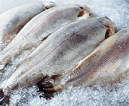 生食,铜盆鱼,碎冰