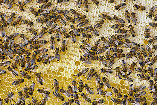 蜜蜂,制作,蜂窝,提洛尔,奥地利,欧洲