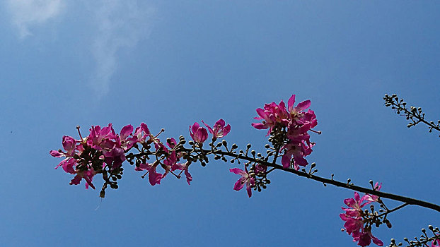 美丽异木棉花