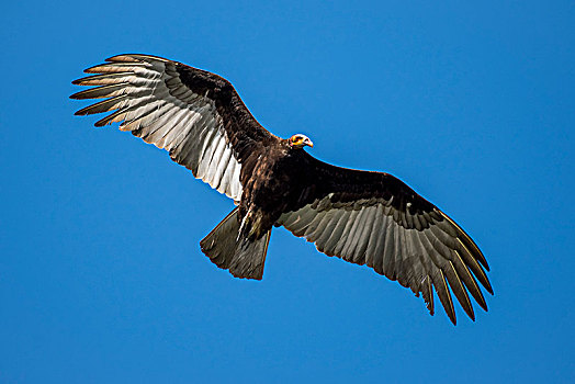 秃鹰,飞行,潘塔纳尔,南马托格罗索州,巴西,南美