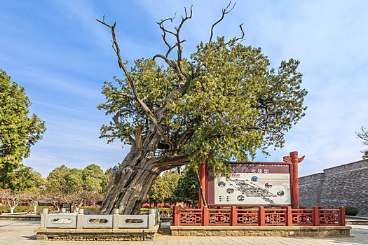 中国山东省泰安市岱庙内的古柏古树名木