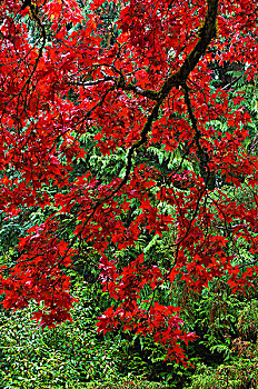 秋叶,宝翠花园,维多利亚,加拿大
