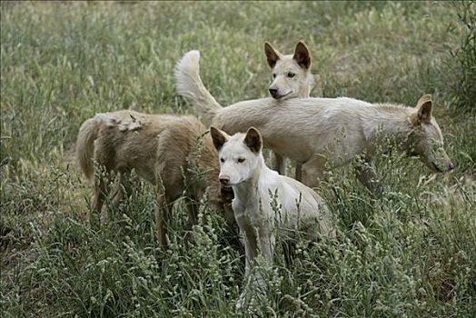 澳洲野狗,成年,年轻,幼仔,澳大利亚