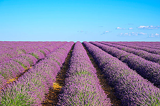 排,紫色,薰衣草,高度,盛开,地点,瓦伦索高原,法国,欧洲