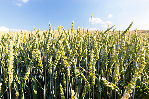 农业,不熟,小麦