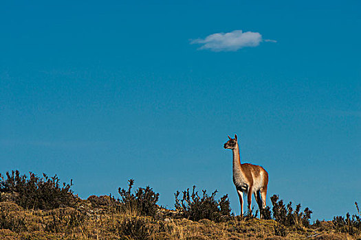 原驼,美洲驼,托雷德裴恩国家公园,巴塔哥尼亚,区域,南方,智利
