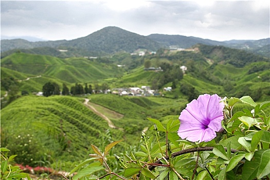 粉色,花,风景