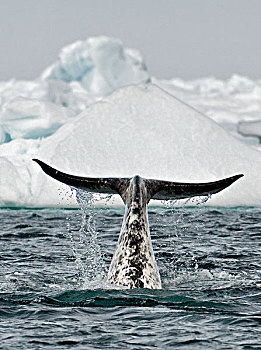 独角鲸,一角鲸,尾部,加拿大