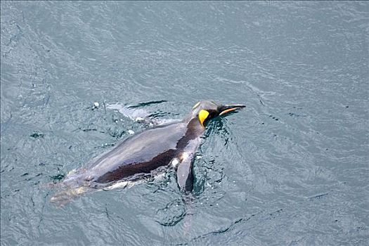 帝企鹅,麦夸里岛,岛屿,澳大利亚