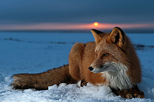 红狐,狐属,日落,堪察加半岛,俄罗斯