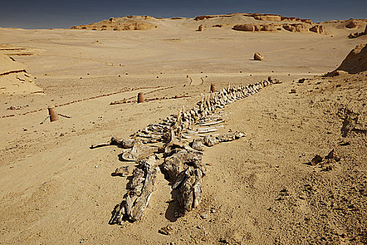 石化,骨骼,鲸,旱谷,利比亚沙漠,埃及