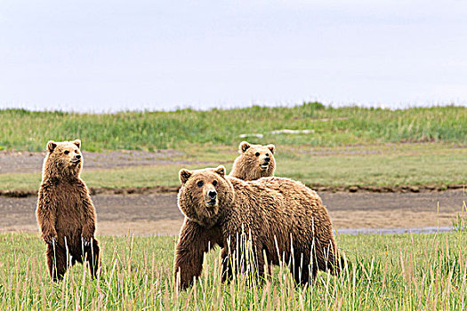 棕熊,母熊,一岁,幼兽,慌恐,公猪,卡特麦国家公园,阿拉斯加,美国