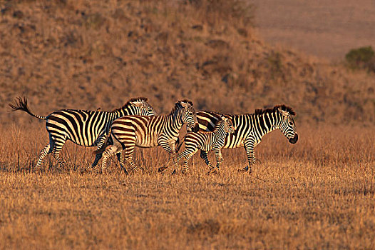 斑马,三个,恩戈罗恩戈罗,保护区,坦桑尼亚
