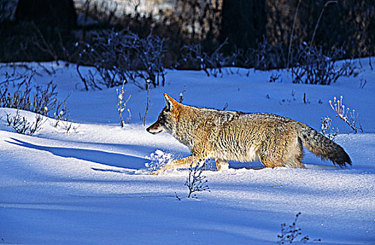丛林狼,犬属,冬天,雪,加拿大
