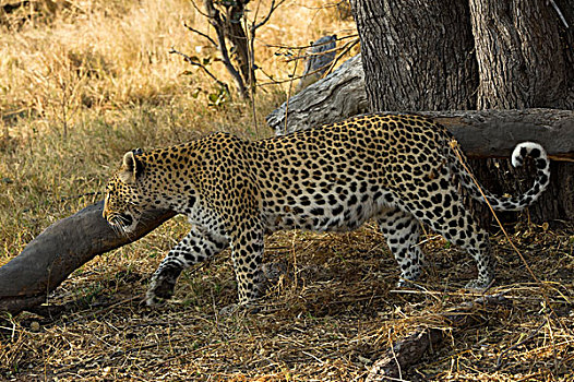 豹,女性,莫雷米禁猎区,奥卡万戈三角洲,博茨瓦纳