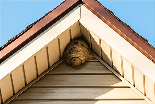 纸蜂,蜂巢,三角形,屋顶,侧面