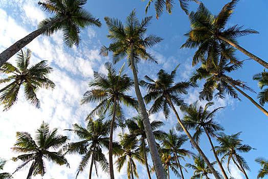 棕榈树,蓝天,斯里兰卡,亚洲