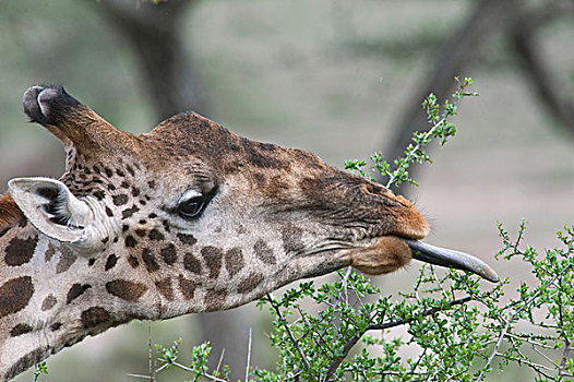 马赛长颈鹿,浏览,展示,长,蓝色,舌头,恩戈罗恩戈罗,保护区,坦桑尼亚