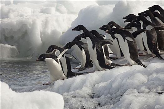 阿德利企鹅,群,进入,水,拥有,岛屿,罗斯海,南极