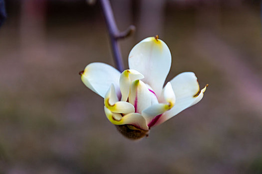 踏青赏花