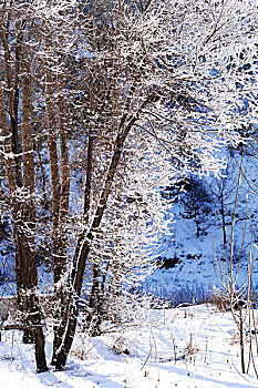 雾凇,雪景