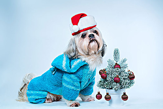 西施犬,狗,圣诞帽,蓝色,毛衣,小,新年,树,白色背景,蓝色背景